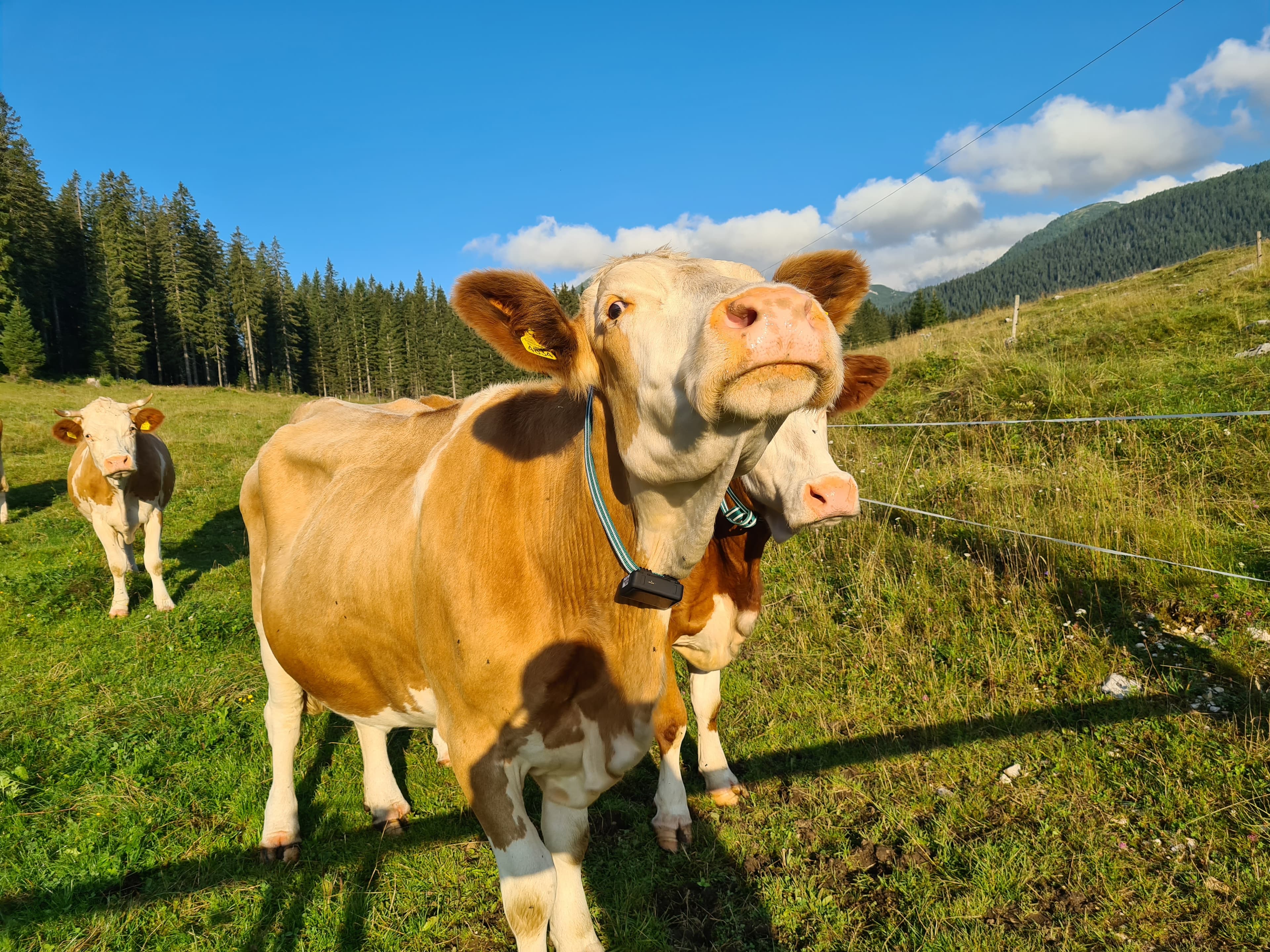 Cover Image for Tracking cows on pastures using GPS trackers