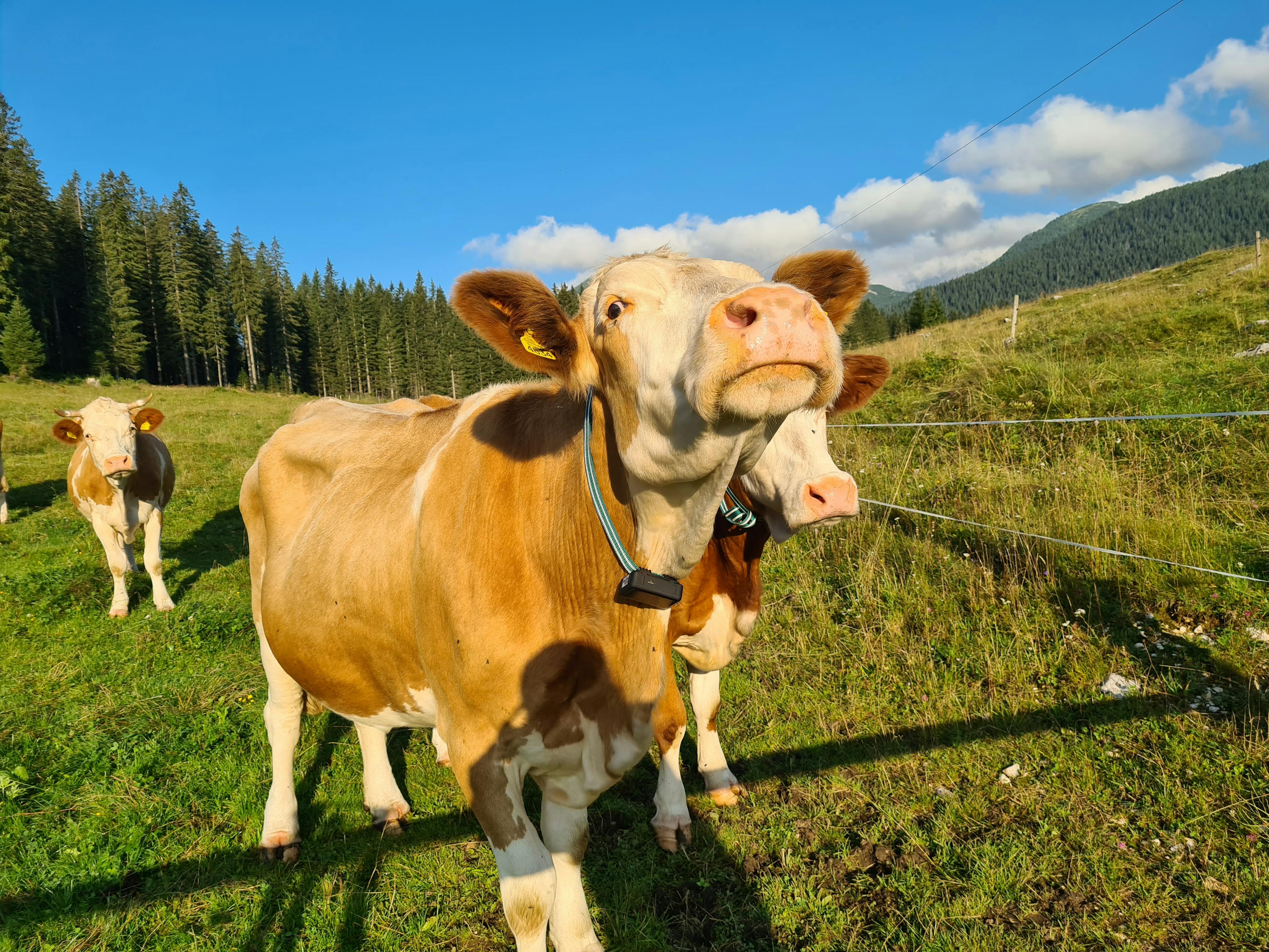 Cover Image for Tracking cows on pastures using GPS trackers